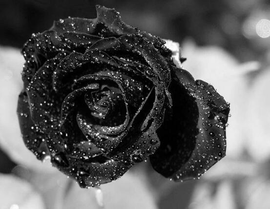 玫瑰花有哪些品种大全,玫瑰花品种大全视频