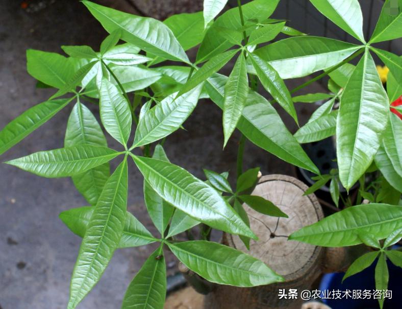 发财树叶片发黄卷曲怎么回事,发财树叶片发黄是怎么回事