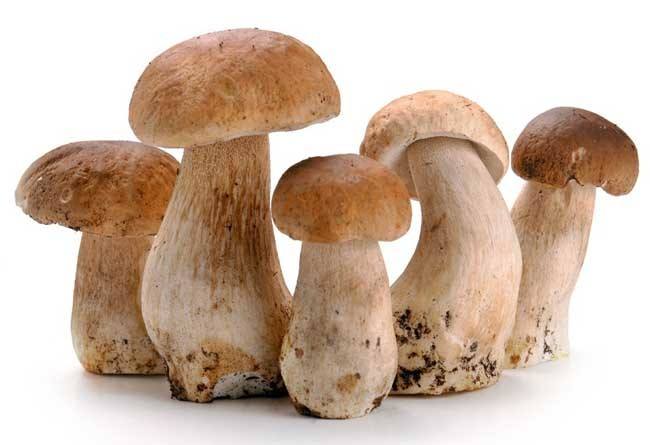 草菇双孢菇轮作生产技术,双孢菇废料怎样栽培草菇