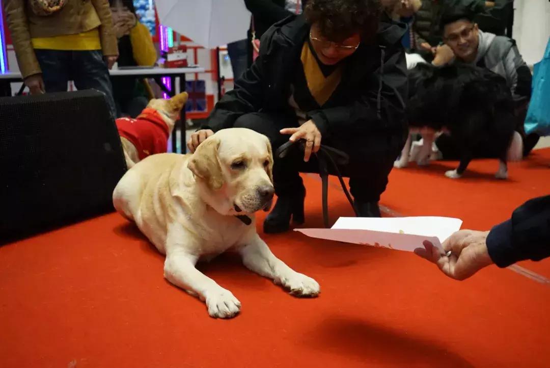 宠物生活节南京,南京宠物文化节活动