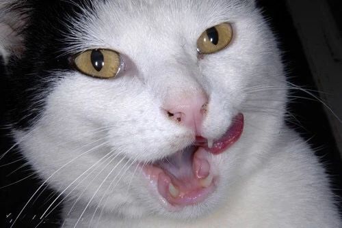 猫咪贫血药物治疗多久恢复,猫咪贫血的原因是什么有什么症状