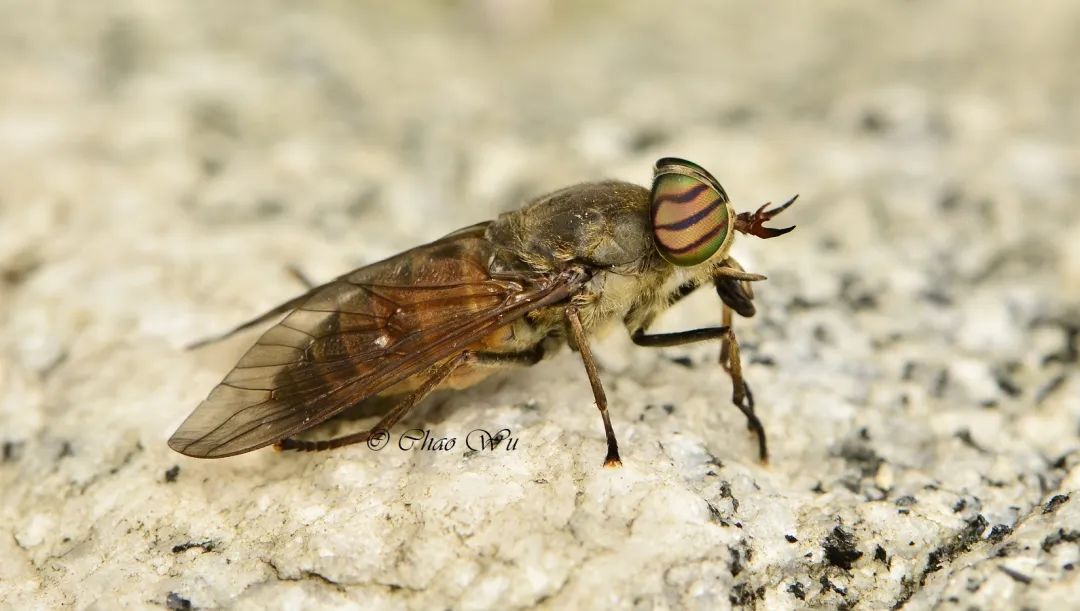 野外郊游怎样防蚊虫叮咬,夏季虫子叮咬科普视频