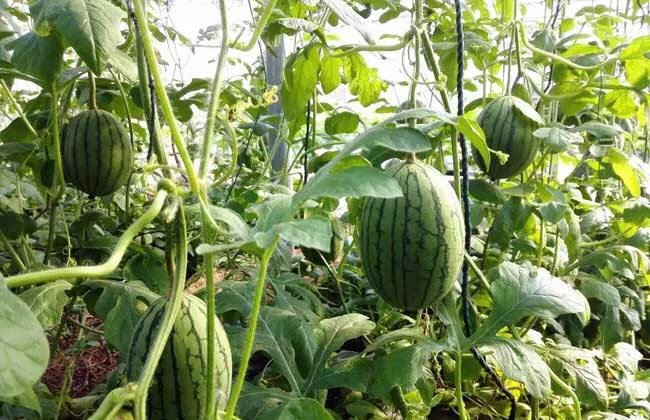 西瓜账号注册异常怎么解除,西瓜出现什么情况说明坏了