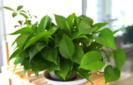 煤渣种花有什么好处,煤渣养花有营养