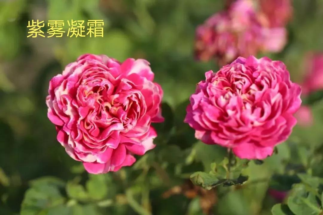 切花火焰月季的优缺点,常见切花月季一览