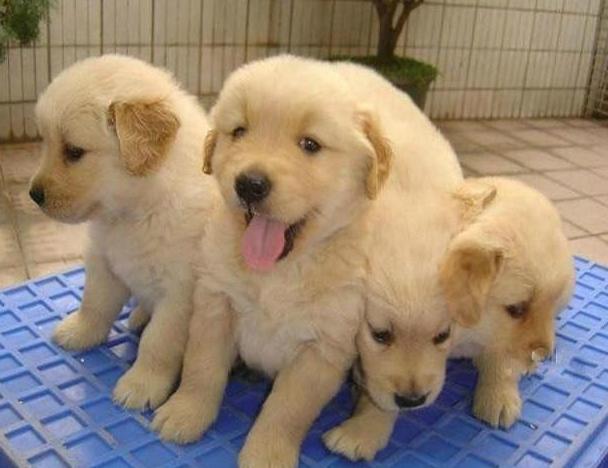 真假金毛的辨别方法,怎么快速的分清真假金毛