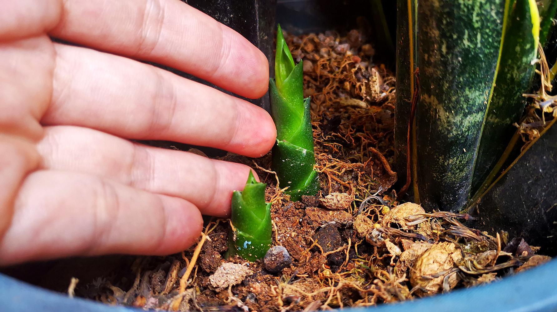 虎皮兰不浇水也烂怎么回事,虎皮兰不爱长