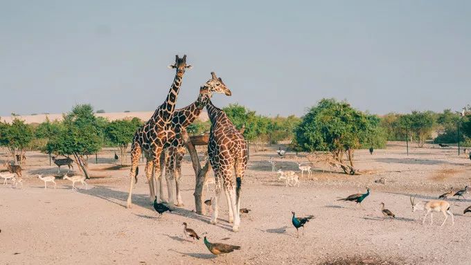 阿布扎比与阿联酋,阿布扎比酋长国有几个城市