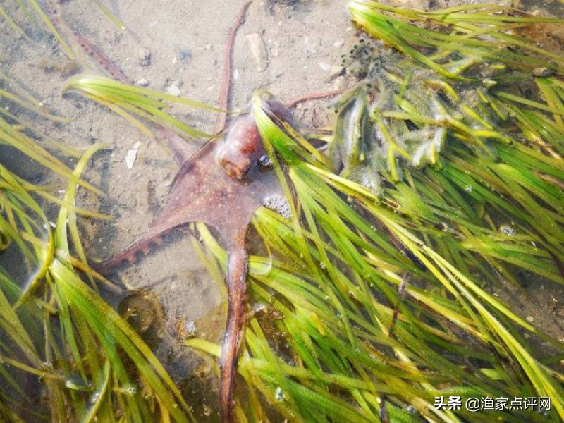 大连这个小岛不去看一看，真的会后悔