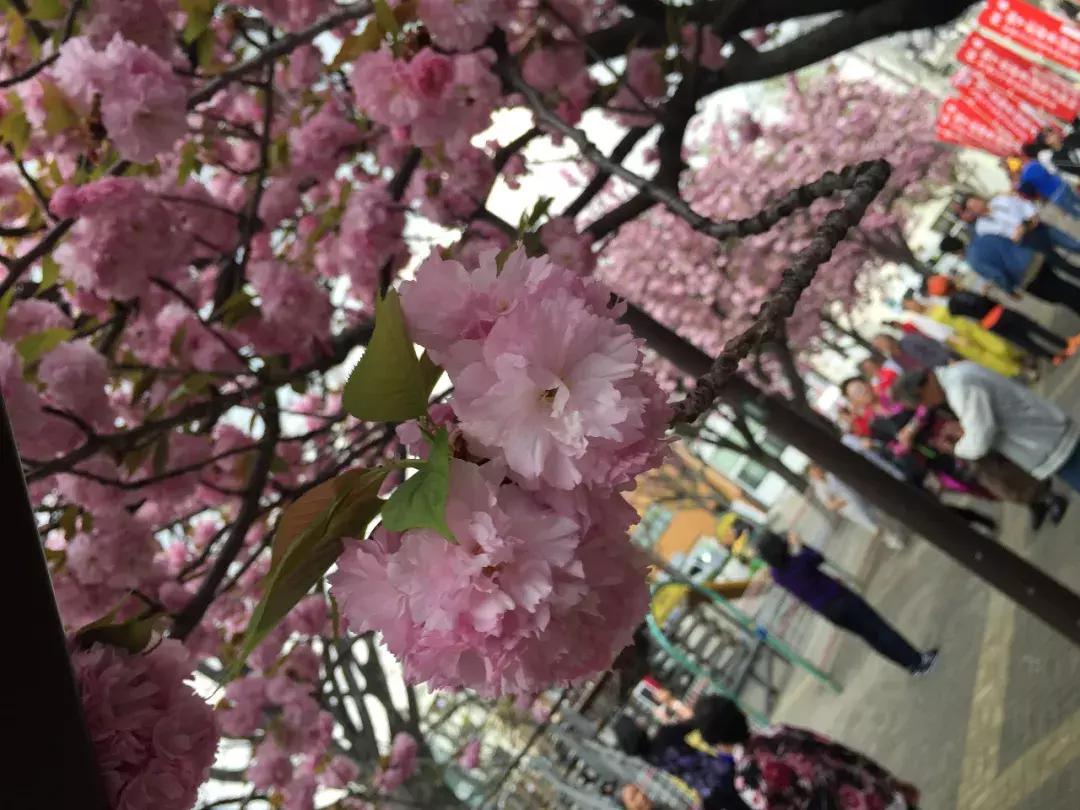 天津桃花堤赏花时间2021,天津桃花堤桃花什么时间开花