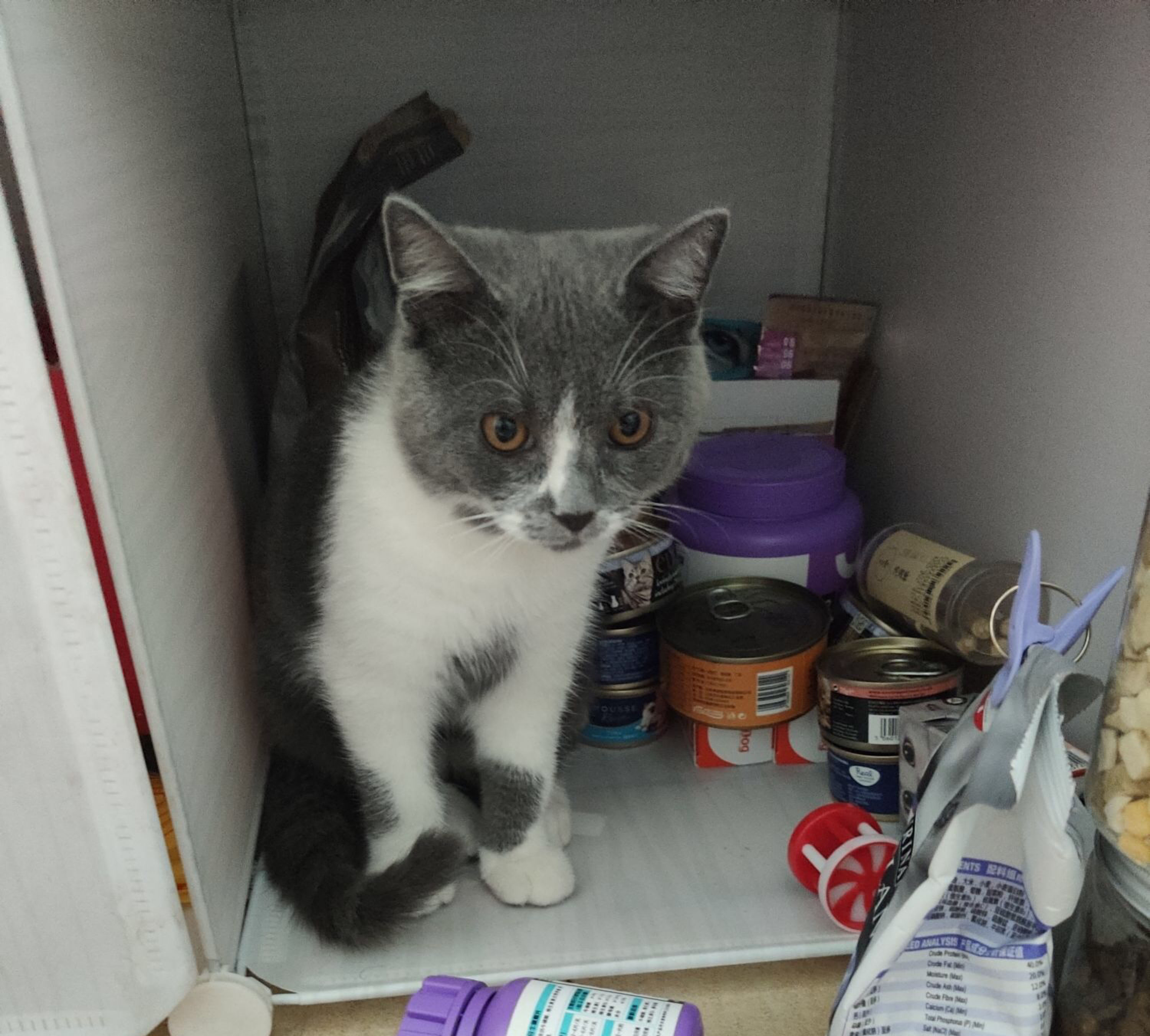 铲屎官新手养猫,铲屎官必懂的养狗知识