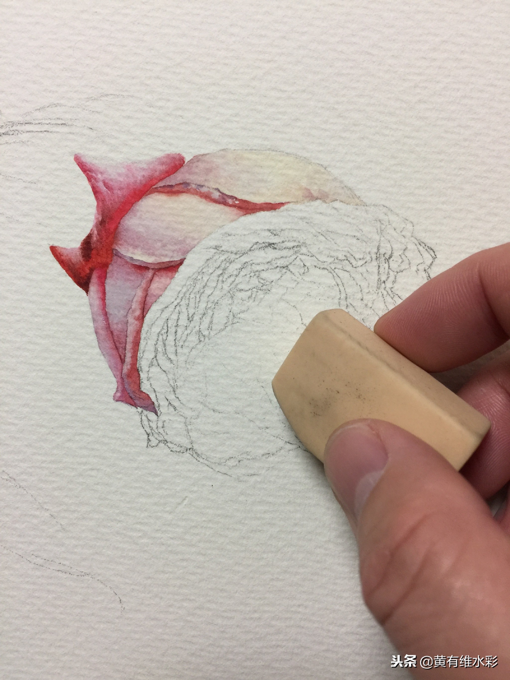 水彩绘画教程简单玫瑰,水彩步骤图花卉