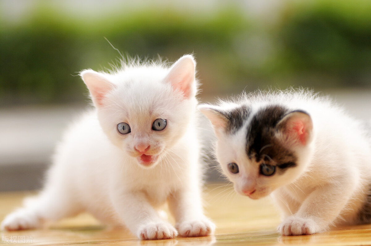 怎样才能判断出猫咪的性格,猫咪七个月性格会发生变化吗