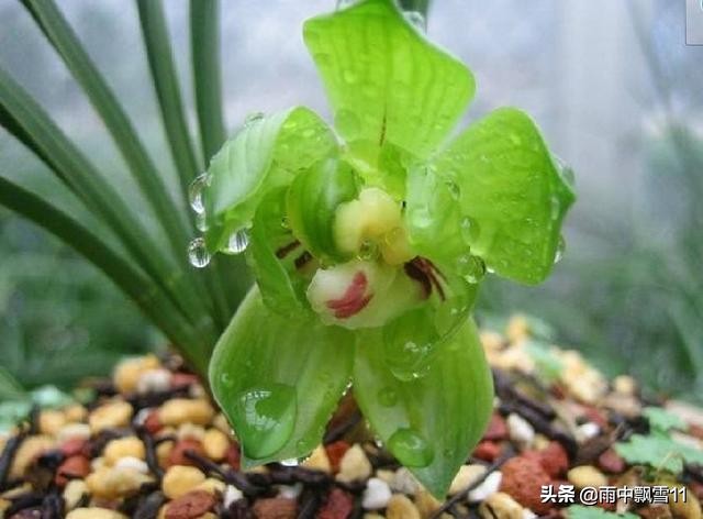 兰花浇水过多和缺水叶尖区别,兰花脱水怎么补救