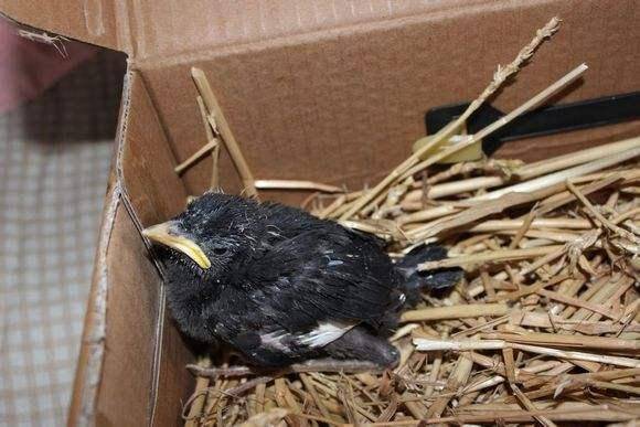 如何教八哥雏鸟学会自己喝水,八哥鸟幼鸟如何教语