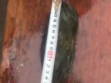 湖南新化农村杀猪,湖南省新化天华村杀猪