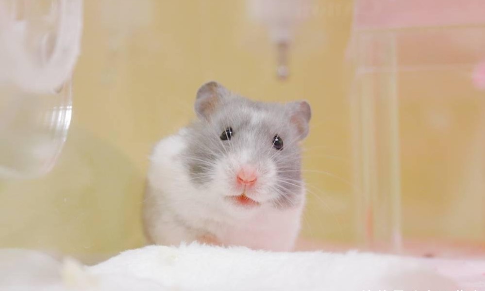 仓鼠夏天吃什么不容易中暑,夏天怎样带仓鼠出门才不会中暑啊