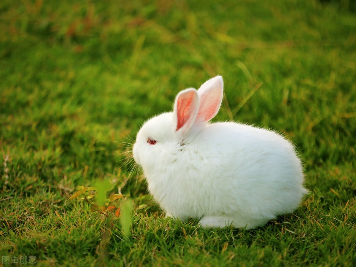 小兔子温顺的表现,小兔子很温顺的小兔子