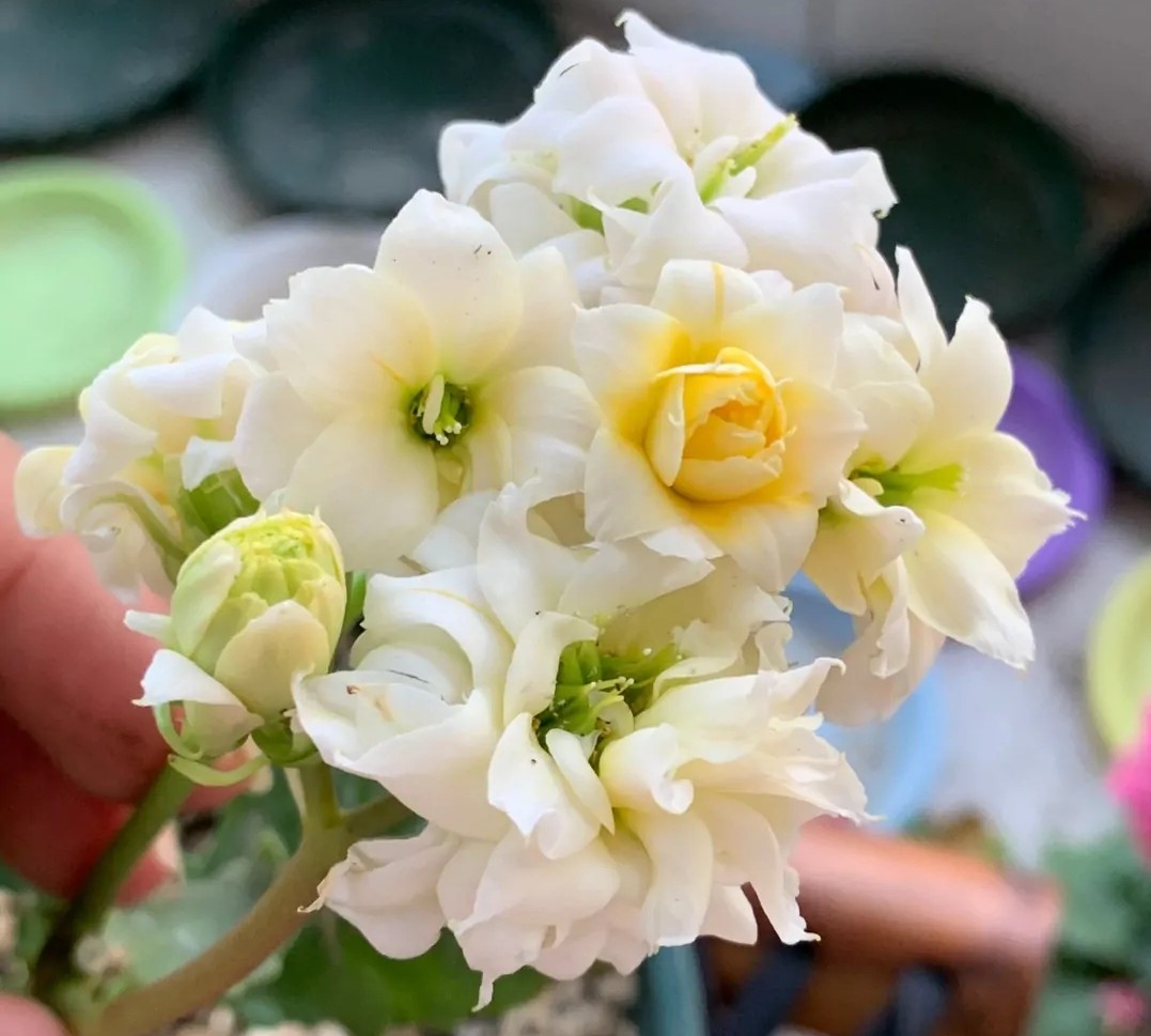 单瓣长寿花品种大全图,长寿花单瓣最好看的品种