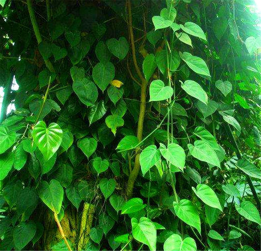 心叶绿萝的养殖方法,心叶藤盆栽技巧