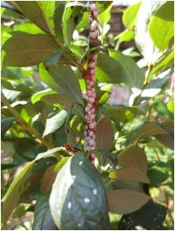 蓝莓园害虫的症状和防治,蓝莓地下害虫蛴螬防治