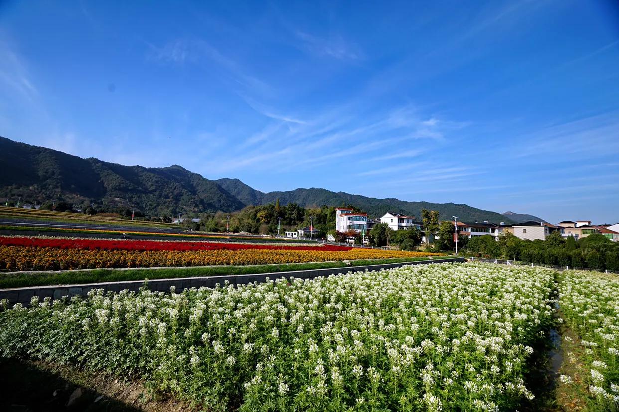 安昌古镇简介和历史,安昌古镇的别样风情