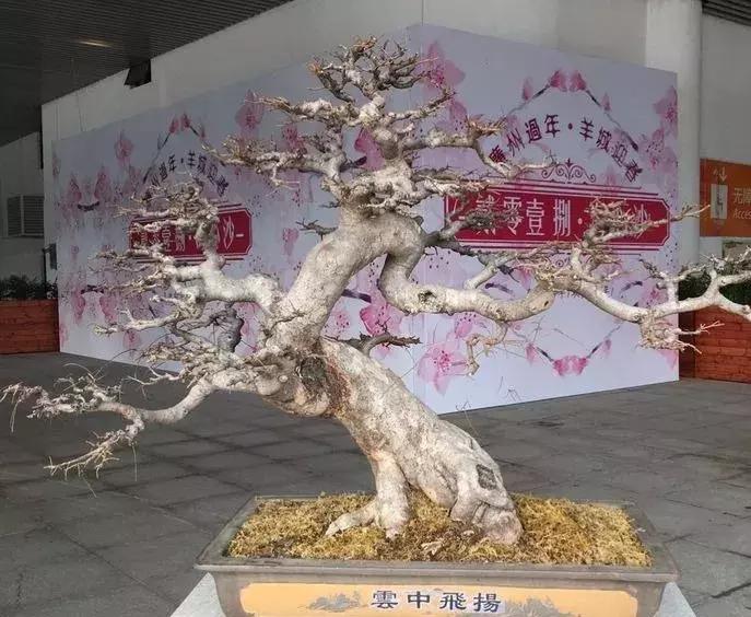 最值得收藏的六种盆景树种是哪种,常见的盆景树种有哪些