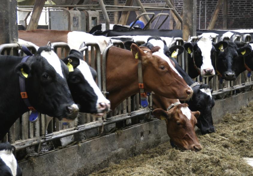 养殖业无息贷款政策文件,养殖业无息贷款去哪里拿