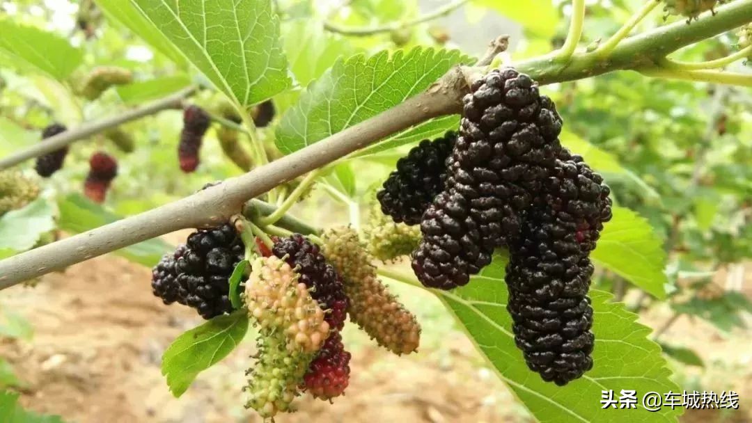 十堰市坐公交车最新要求,今天十堰公交202出行情况