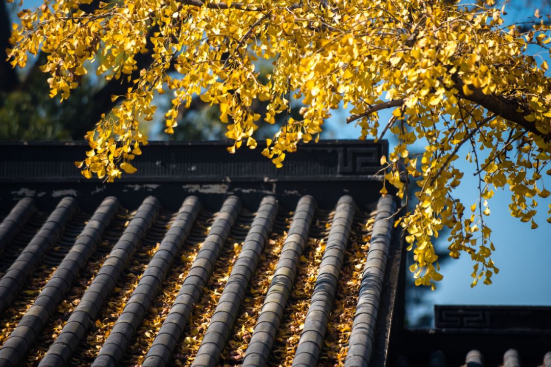 上海银杏叶打卡的地方,上海周边哪里有银杏叶