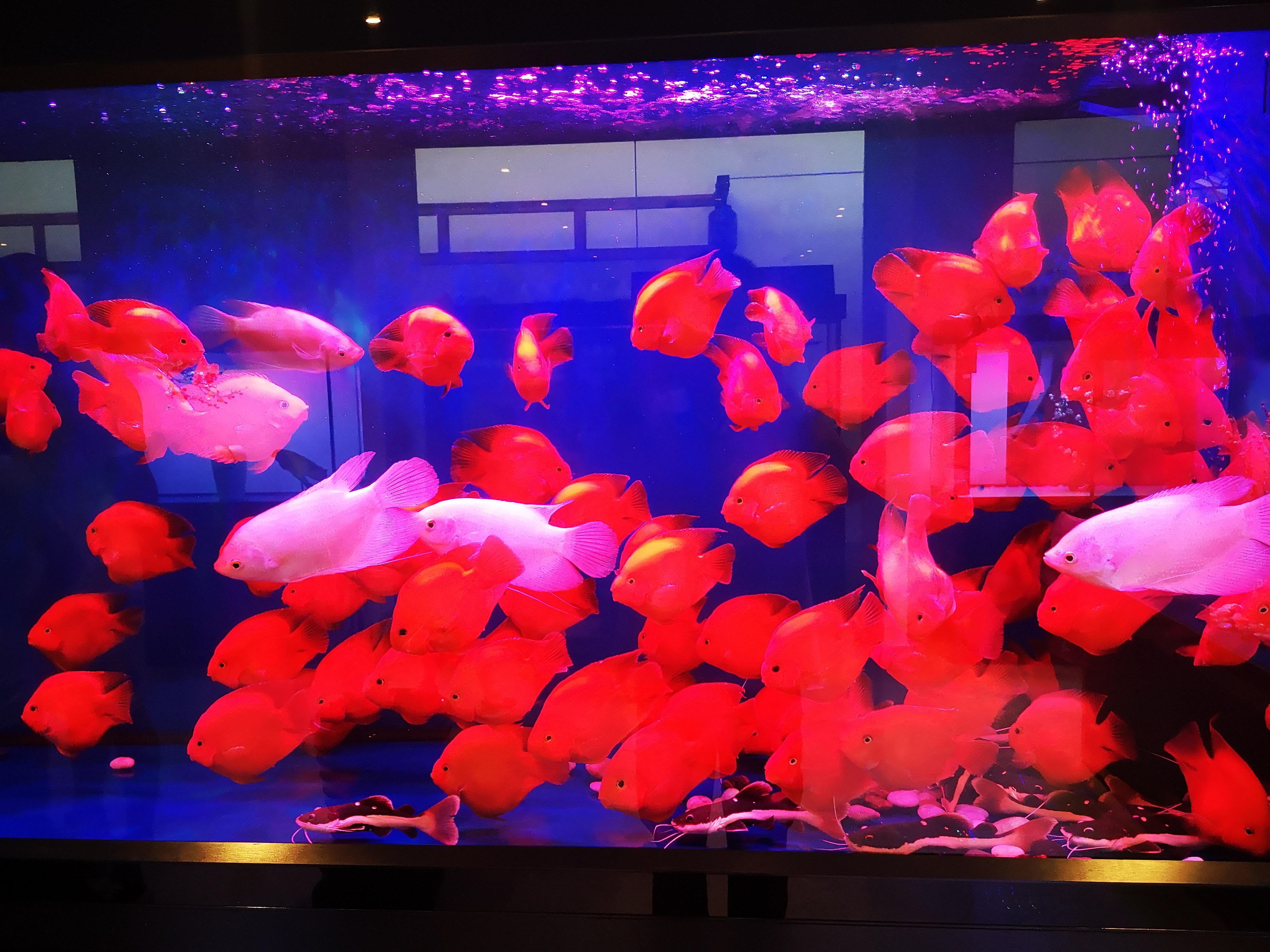 不换水只加水是什么意思,养鱼不换水只换次鱼