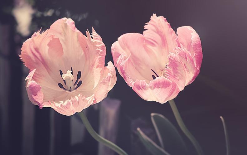 难相处的婆婆调解,有个高情商的婆婆如何相处