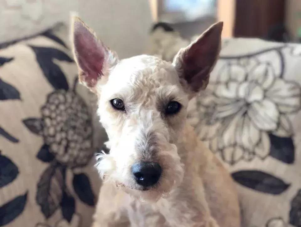 为了狗狗不被春节的鞭炮吓到,造汽车的福特公司造了一个狗窝