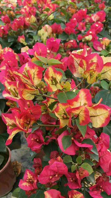 三角梅巴西紫和雪紫是一个品种吗,三角梅只见花不见叶的是什么品种