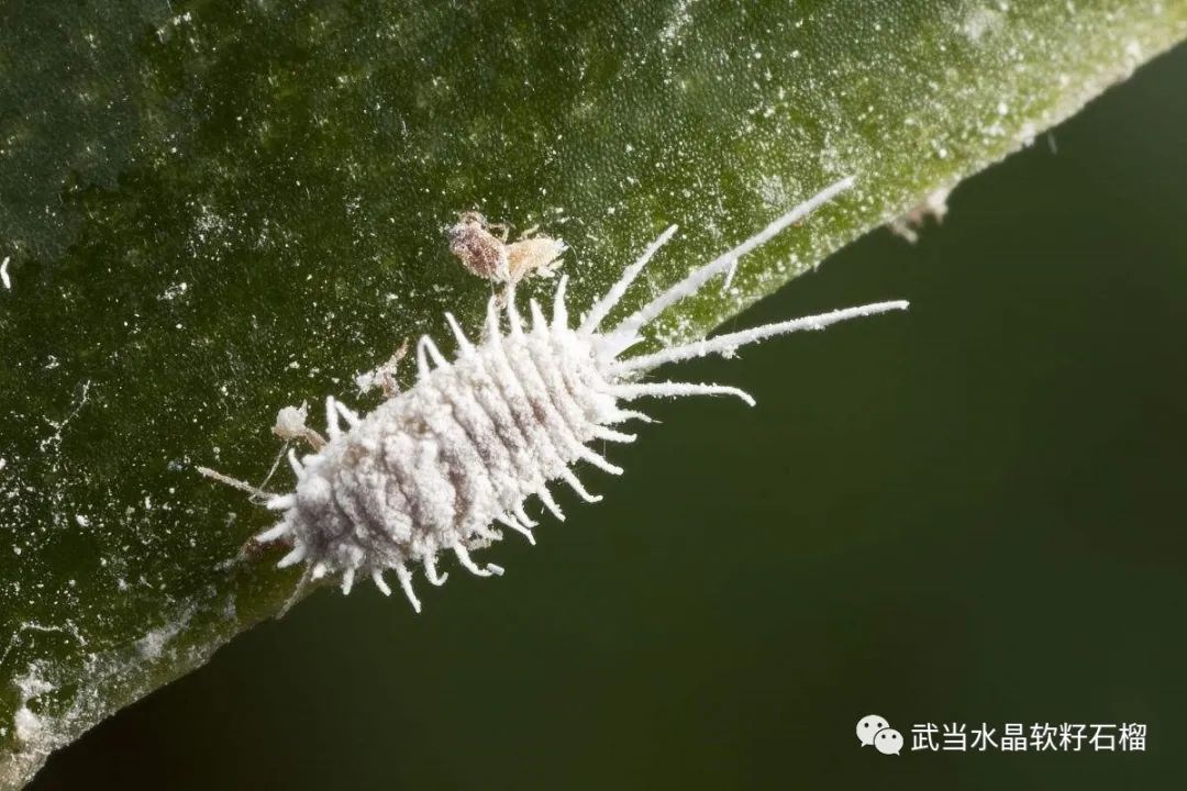 石榴生虫的视频,石榴生虫用什么方法好