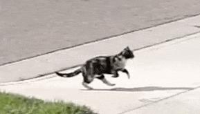 猫咪的魔性走姿,猫咪的十种沙雕动作