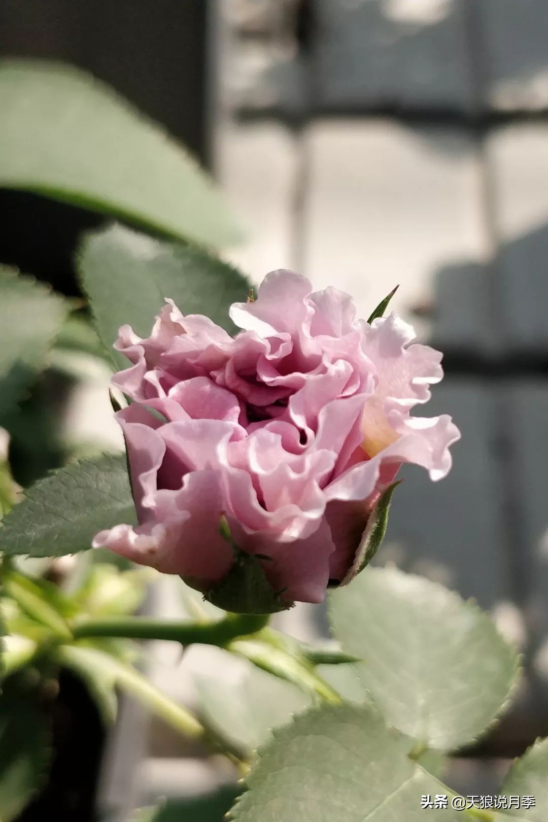 都说“最美人间四月天”，应该就是月季开花的模样吧！