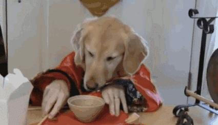 Ding~金毛，你麻叫你吃饭啦!