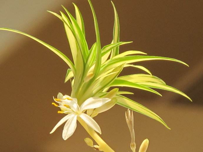 吊兰花卉盆栽品种,吊兰奇特养法