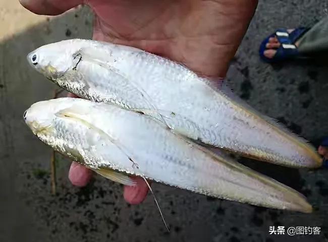 公认最好吃的10种淡水鱼,公认好吃淡水鱼有哪些种类