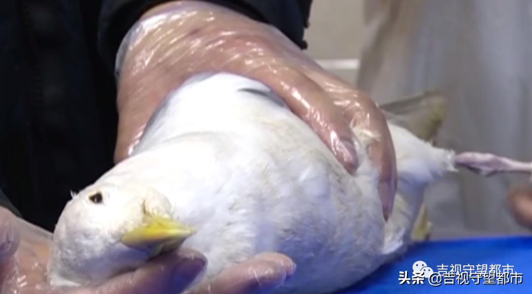 野生银鸥腿骨折，医生手术治疗