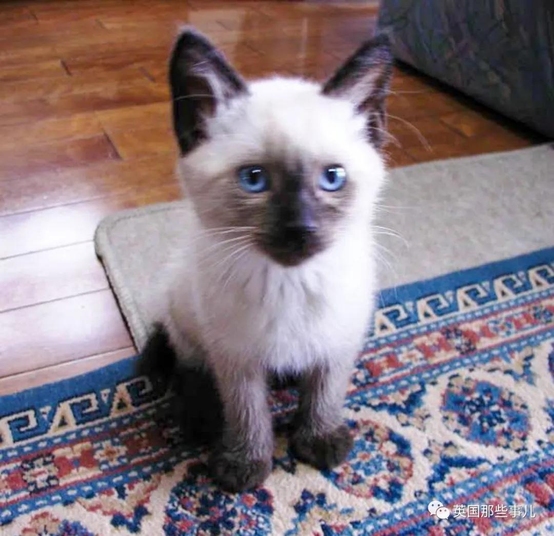 养暹罗猫会得什么病吗,养暹罗猫就像开盲盒