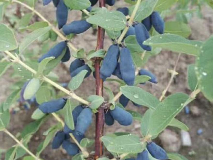 蓝靛果是什么果树,山沟里蓝色野果