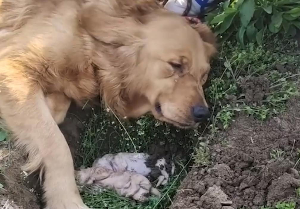 金毛生小狗难产,金毛幼犬细小死了