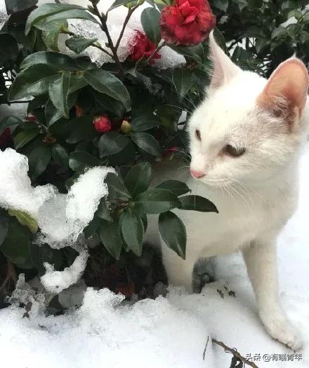 养猫应该如何起名,猫的名字越贱越好养活