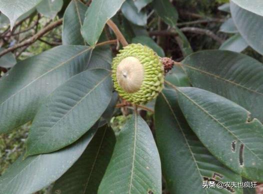 3年才结1次果，过去没人摘，如今靠名字走红，市场25元1斤很抢手