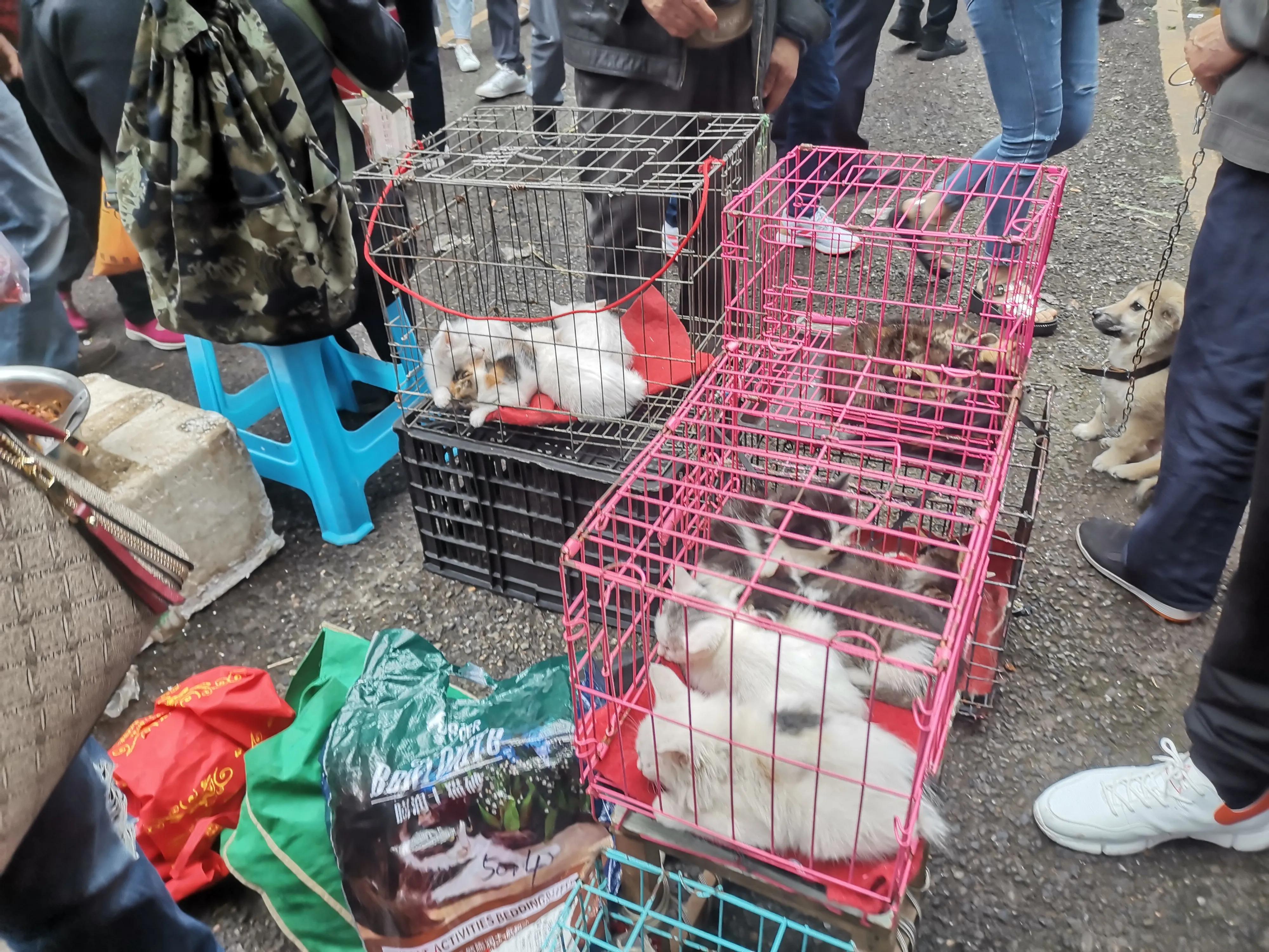 重庆狗儿市场有卖狗的吗,重庆狗儿市场