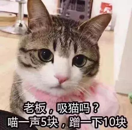 新手养猫适合养什么猫便宜,没钱养猫真的不能养吗