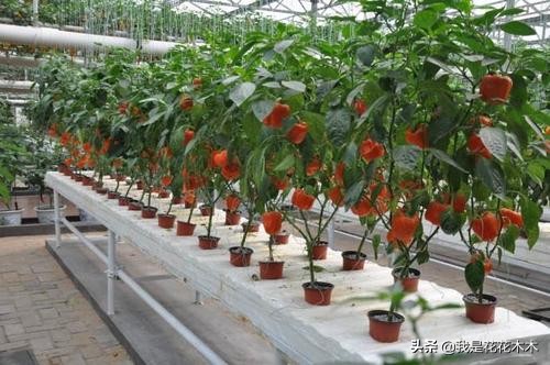 农村种植创业的项目小本生意,农村蔬菜大棚创业项目