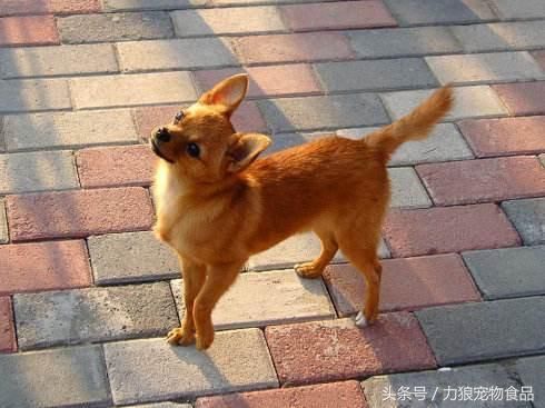 狗狗冷知识500条,狗狗柯基冷知识